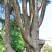 Lebanon cedar in Parco Massari in Ferrara