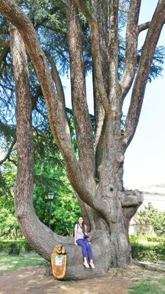 Lebanon cedar in Parco Massari in Ferrara